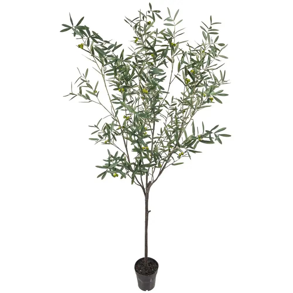 Mr Plant, Oliivipuu 230 cm