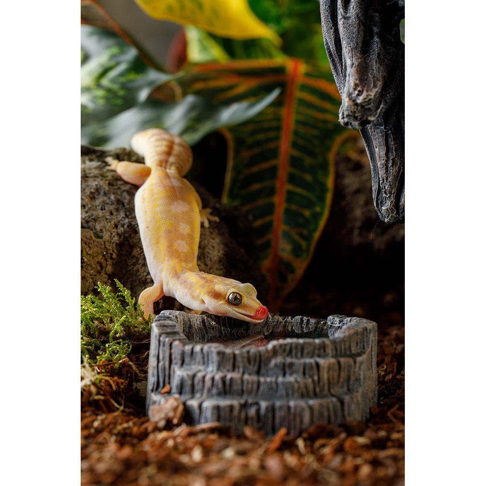 ExoTerra Tiki Bowl